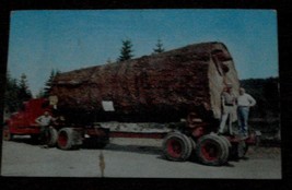 Vintage Color Photograph Postcard, Giant Fir Log, 1964, Oregon/Washington - £3.10 GBP