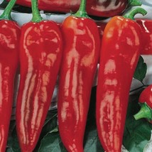 10 Corno Di Toro Rosso Pepper Seeds Grown In Usa Italian Frying Pepper Garden - £8.26 GBP