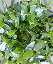 5 BIG LARGE RED MANGROVEPLANTS SUPER HEALTHY freshwater saltwater  - $41.49 CAD