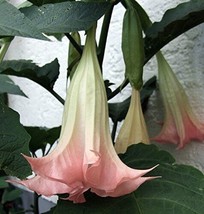 USA SELLER 10 Blush Angel Trumpet Seeds Flowers Flower Brugmansia Datura 629 Fre - £12.01 GBP