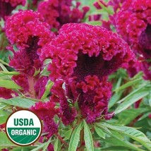 GIB 25 Seeds Easy To Grow Red Amish Cockscomb Flowers - £7.08 GBP