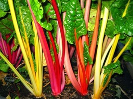 Rainbow Swiss Chard Seeds Bright Lights NonGMO - £6.29 GBP