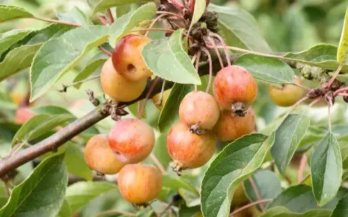 White Star Crabapple Seeds for Garden Planting 25 Seeds Fast Shipping - £6.78 GBP