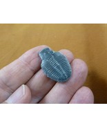 (F704-3) Trilobite fossil trilobites extinct marine arthropod I love fos... - $14.99