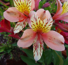 10 Peruvian Lily ??ona Lisa??Seeds  Alstroemeria Psittacina Incredible Flowers F - $12.95