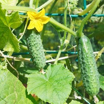 National Pickling Cucumbers Seeds Organic Seeds - £5.17 GBP