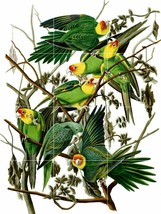 Carolina parakeet exotic bird parrot Ceramic tile mural backsplash - £46.59 GBP+