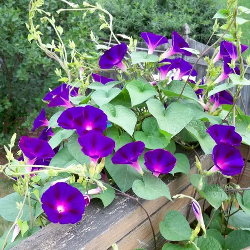 50 Grandpa Ott Morning Glory Flower Seeds Non-GMO - $3.99