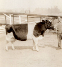 Cow With Farmer Photograph Vintage Antique Found Photo Snapshot - £10.29 GBP