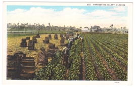 Vtg Postcard-Harvesting Celery, Florida-Farming Agriculture Workers-WB-FL1 - £3.05 GBP