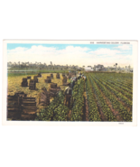 Vtg Postcard-Harvesting Celery, Florida-Farming Agriculture Workers-WB-FL1 - $3.85