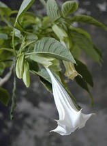 LWSTORE Brugmansia Suaveolens Arborea Angel Trumpet 10 Seeds USPS Shipping - £9.47 GBP