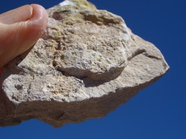 Jtl Jurassic Todilto Limestone Uranium Rock: 3.5oz 43k $27.00 + $9.50 S/H - £21.51 GBP