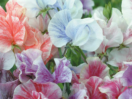 Simple Pack 45 Finest seed  Sweet Pea Heaven Scent Mix - £9.73 GBP