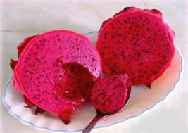 Dragon fruit RED pitaya exotic plant cactus hilocereus undatus seed 100 seeds - £7.83 GBP