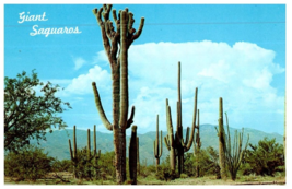 Giant Saguaros Cactus Postcard - £5.43 GBP