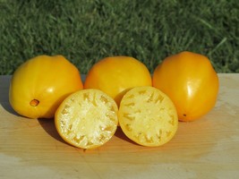 Korol Sibiri Tomato Seeds Organic Siberian King Russian Variety 25Seeds Fresh Se - $13.28