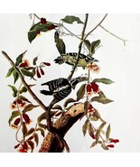 Downy Woodpecker Bird Lithograph 1950 Audubon Antique Art Print DWP6B - €25,82 EUR