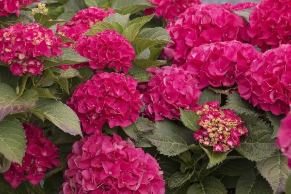 Cityline Paris Hydrangea Starter Plant Blooms From Periwinkle To Raspberry Garde - £42.51 GBP