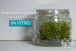 RARE: Nepenthes jamban in vitro (Tissue Culture) - £27.37 GBP