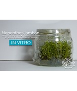 RARE: Nepenthes jamban in vitro (Tissue Culture) - £27.52 GBP