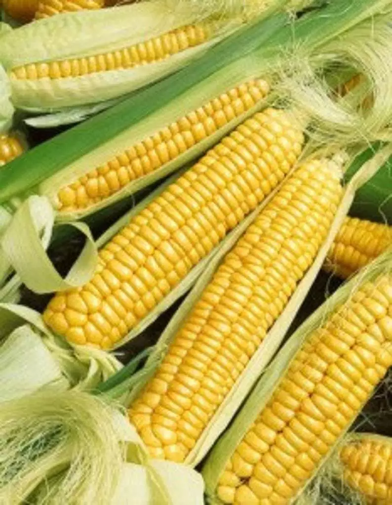 KingStore 15 Early Golden Bantam Sweet Corn Non-Gmo Heirloom Planting Seeds - $9.66