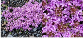 10,000 Creeping Thyme Seeds Beautiful Blooms Dwarf 6 Inch Variety Free Shipping - £35.16 GBP