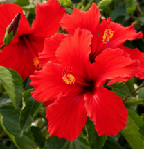 1 Pc Hibiscus Plant, Tropical Red Hibiscus Flower Well Rooted Plant 3&quot; Tall - RK - £14.86 GBP
