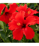 1 Pc Hibiscus Plant, Tropical Red Hibiscus Flower Well Rooted Plant 3&quot; T... - £14.78 GBP