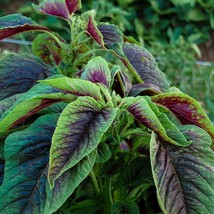 500 Seeds Red Amaranth Red stripe leaf Chinese Spinach Yin Cho Callaloo ... - $8.99