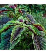 500 Seeds Red Amaranth Red stripe leaf Chinese Spinach Yin Cho Callaloo From USA - £7.18 GBP