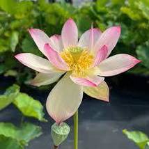 Big Blooming White Lotus Nelumbo Nucifera with Pink Edge Seeds, 2 seeds - £7.71 GBP