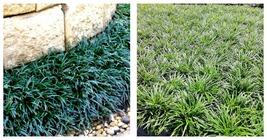 1 Plant Dwarf Mondo Grass Quart Size Plant Ophiopogon Lilyturf Evergreen Shade - £41.52 GBP