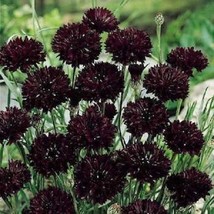 FG 35 Seeds Bachelor&#39;S Button Cornflower &quot;Boy Black&quot; Flower Seeds / Gothic / Gre - £11.76 GBP