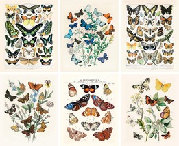 Artivo Vintage Butterfly Art Prints 6 Set 8X10, Vintage Nature Posters, Vintage - £32.99 GBP