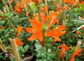 Cape Town Orange Tecomaria, Small Rooted Starter Plant - $61.37 CAD