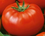 Red Brandywine Tomato Seeds 50 Indeterminate Vegetable Garden Fast Shipping - $8.99
