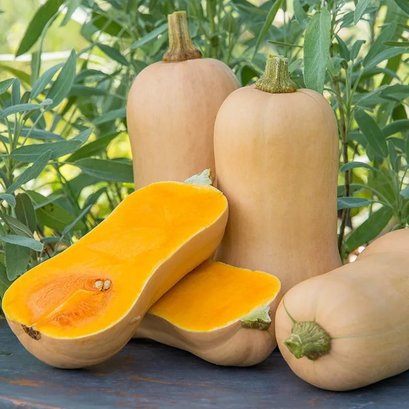 JGBO 20 Fresh Premium Waltham Butternut Winter Squash Seeds USA Seller - $8.68