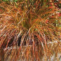 Carex Prairie Fire Ornamental Grass Seeds Carex testacea 25 Seeds Fresh ... - $13.98