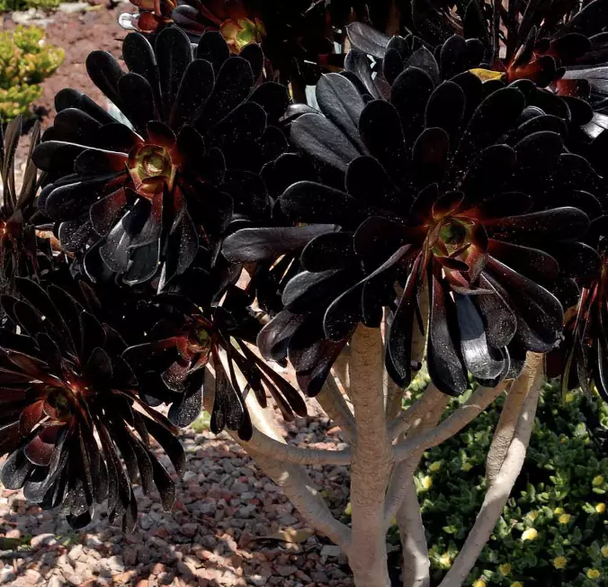 Aeonium Xpoldark Agavaceae Black rose  Succulent  3 cuttings  4&quot; diameter - $17.36