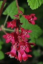 GIB Ribes sanguineum | Red Currant | Red Flowering Currant | 10 Seeds - £10.21 GBP