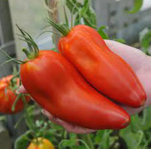 Tomato Jersey Devil Heirloom Indeterminate Usa Non Gmo 30 Seeds - £7.49 GBP
