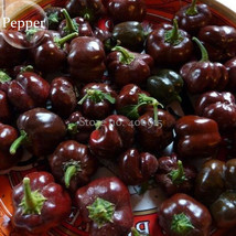 Fresh Mini Chocolate Sweet Bell Pepper 20 Seeds Organic Tasty Vegetables E3862 - £9.51 GBP