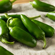 400 Hot Jalapeno Pepper Capsicum Annuum Mexican Chili Vegetable Seeds Fresh Seed - $14.90