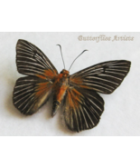 Striped Dawnfly Skipper Capila Jayadeva Real Butterfly Framed Entomology... - €51,93 EUR Striped Dawnfly Skipper Capila Jayadeva Real Butterfly Framed Entomology... - €51,93 EUR