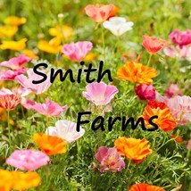 SL 200+ Seeds Mission Bells Mix Poppy Flowers Plants Garden Planting - $4.50