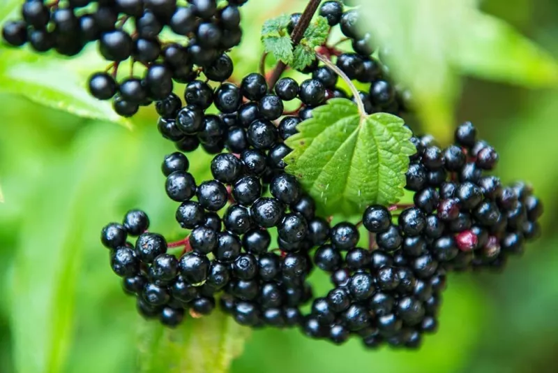 Anita&#39;s Best Black Bearing Elderberry Cutting to Grow Grow One Anita&#39;s - $17.96