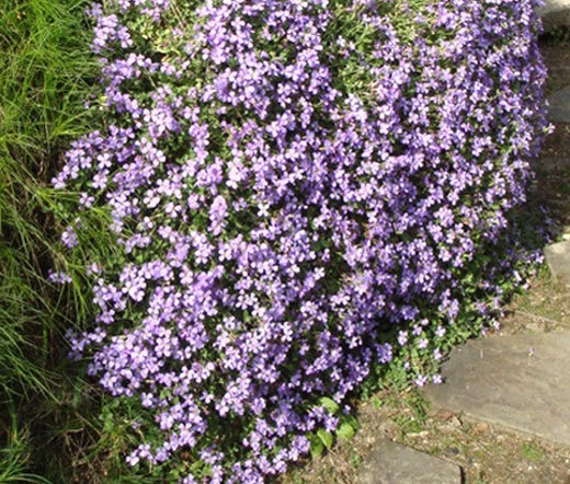 AUBRIETA ROCK CRESS PALE BLUE Aubrieta Hybrida Graeca - 100 Seeds - $23.33