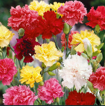 Carnation Chabaud Mix Pollinators Fragrant Cut Flowers Florist  200 + Seeds From - $8.98