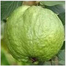 Thai/Chinese White Guava Tree  (air-layer)- Fruiting age - £91.59 GBP